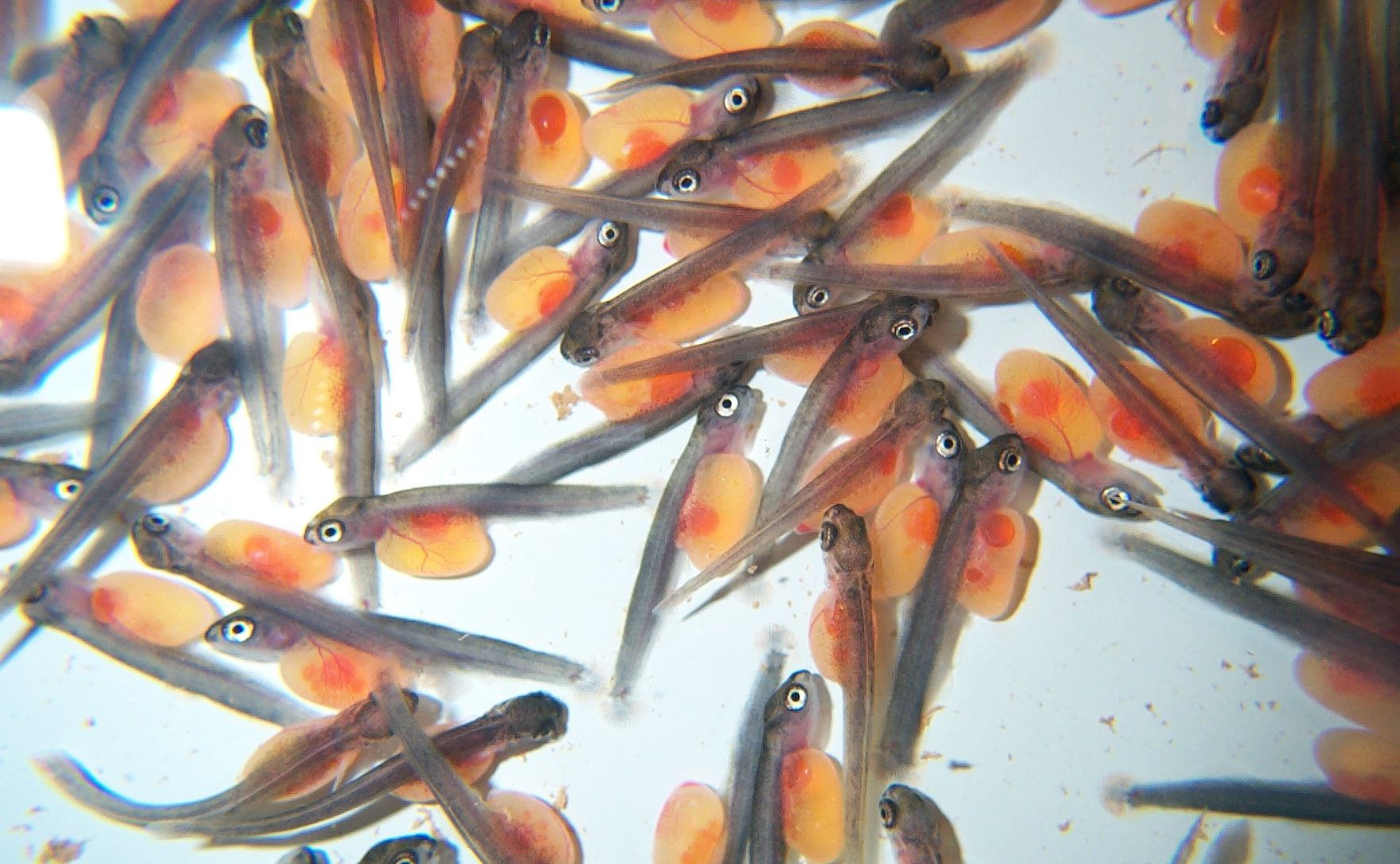 Summerville Trout Hatchery Department Of Natural Resources Division